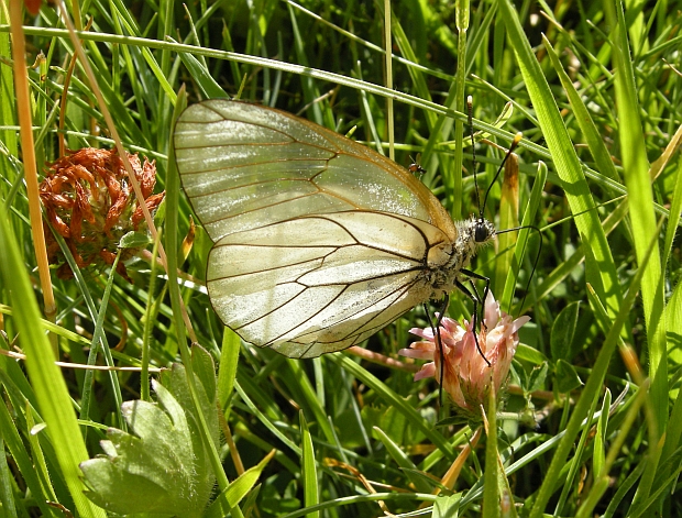 Farfalle dal Gran Sasso